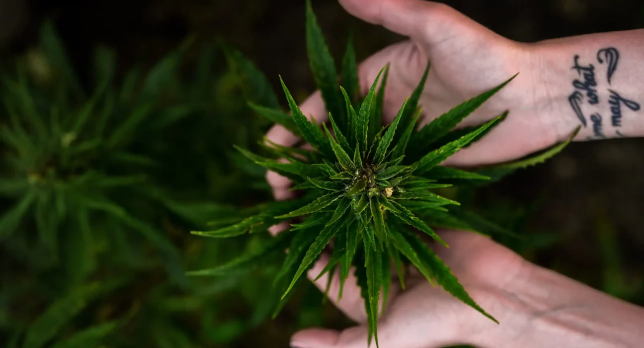 Most Americans Don't Think Marijuana Is Very Dangerous Or That It Leads To Use Of Other Drugs, New Poll Shows