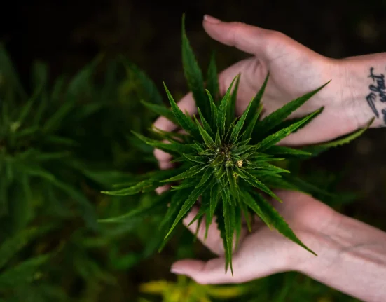 Most Americans Don't Think Marijuana Is Very Dangerous Or That It Leads To Use Of Other Drugs, New Poll Shows