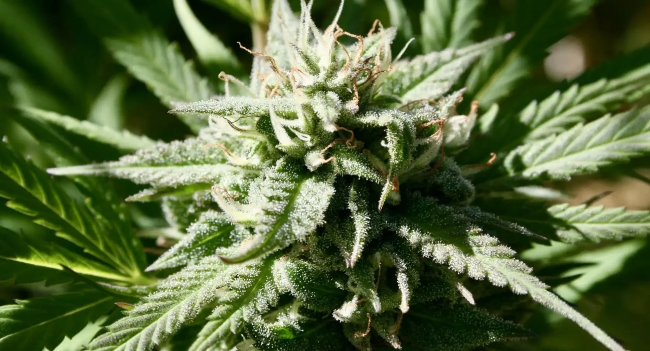 North Carolina Officials Weigh Marijuana And Hemp Policies As Federal Law Remains In Flux