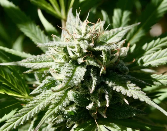 North Carolina Officials Weigh Marijuana And Hemp Policies As Federal Law Remains In Flux