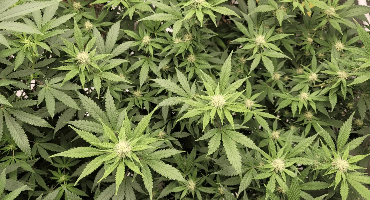 North Carolina Residents Support Legalizing Marijuana And Keeping Hemp THC Products Legal For Adults Over 21, Poll Shows