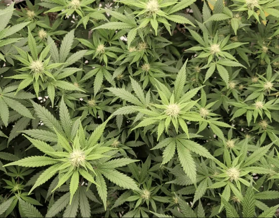 North Carolina Residents Support Legalizing Marijuana And Keeping Hemp THC Products Legal For Adults Over 21, Poll Shows