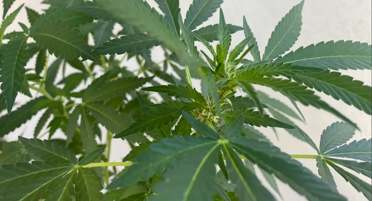 Ohio Marijuana Dispensary Closes Amid Reports Of 'Adverse Health Effects' In People Who Bought Vapes