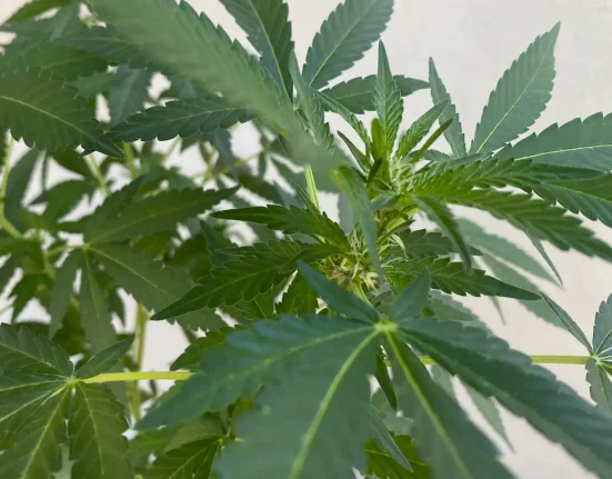 Ohio Marijuana Dispensary Closes Amid Reports Of 'Adverse Health Effects' In People Who Bought Vapes