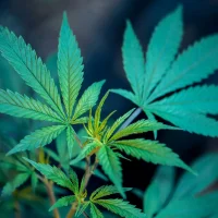 Pennsylvania Can Legalize Marijuana Next Year If Democrats Flip Three Legislative Seats, House Speaker Says