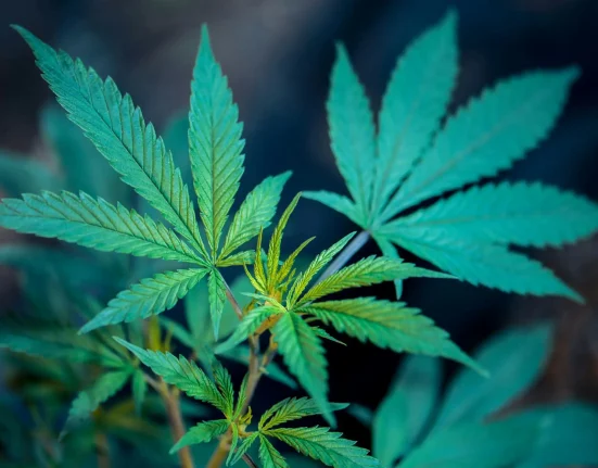 Pennsylvania Can Legalize Marijuana Next Year If Democrats Flip Three Legislative Seats, House Speaker Says