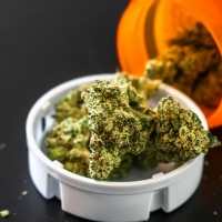 cannabis pain