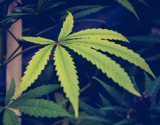 DEA Is OK With Including New Report In Marijuana Rescheduling Hearing As Opponents Seek More Testimony And Document Discovery