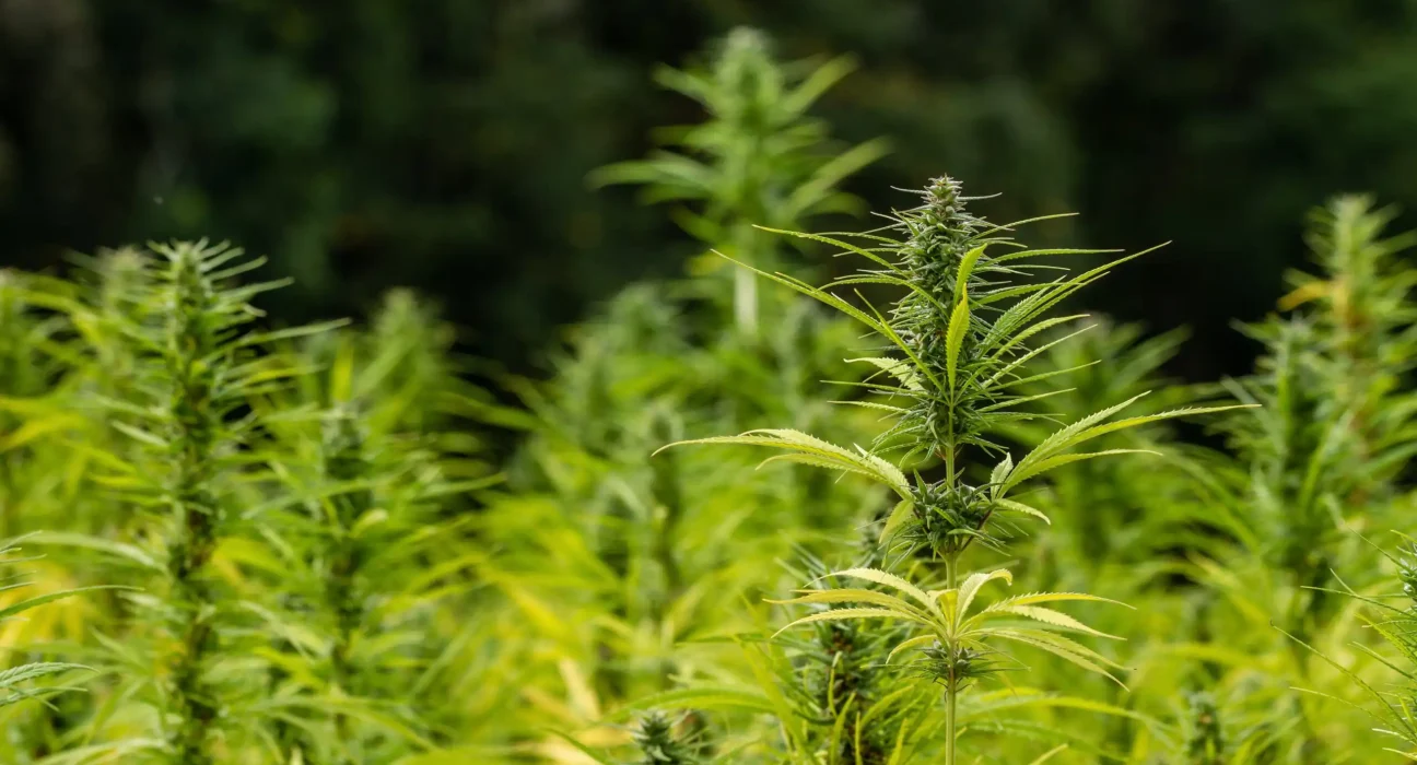 Federal Changes Will Put Hemp Industry Operators Out Of Business, Oregon Retailers And Suppliers Say