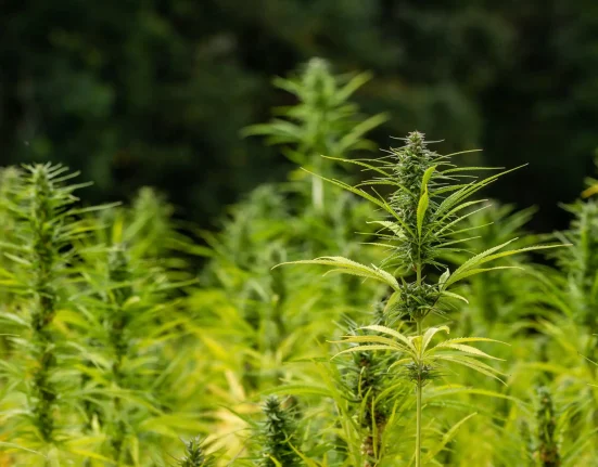 Federal Changes Will Put Hemp Industry Operators Out Of Business, Oregon Retailers And Suppliers Say