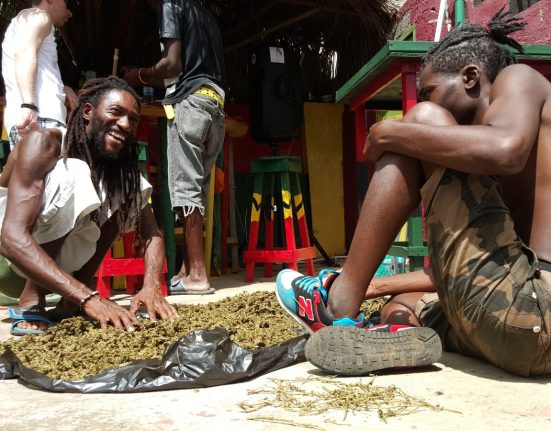 jamaica cannabis growers