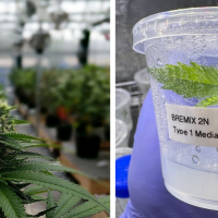 Who Owns Cannabis Genetics Now? The Tools Are Shared