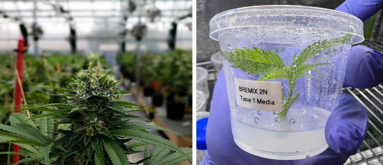 Who Owns Cannabis Genetics Now? The Tools Are Shared